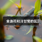 金盏花和洋甘菊的区别(图2) 金盏花和洋甘菊的区别(图2)