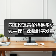 四季玫瑰苗价格是多少钱一棵？盆栽叶子发黄该怎么解决？（图2）