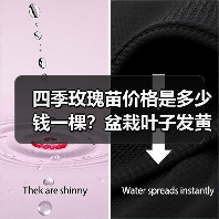 四季玫瑰苗价格是多少钱一棵？盆栽叶子发黄该怎么解决？（图3）