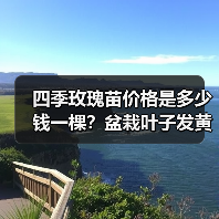 四季玫瑰苗价格是多少钱一棵？盆栽叶子发黄该怎么解决？（图1）