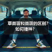 草苜蓿和苜蓿的区别？如何播种？（图2）
