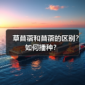 草苜蓿和苜蓿的区别？如何播种？（图3）