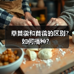 草苜蓿和苜蓿的区别？如何播种？（图4）