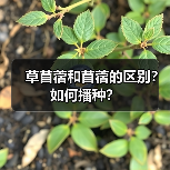 草苜蓿和苜蓿的区别？如何播种？（图1）