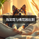 海棠花与桃花的区别（图4）