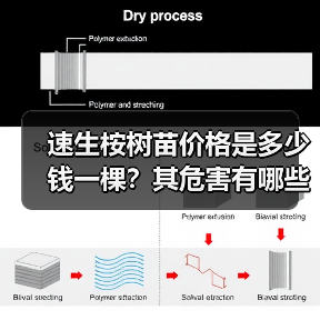 速生桉树苗价格是多少钱一棵？其危害有哪些？（图2）