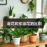 葛花和紫藤花的区别（图4）