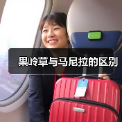 果岭草与马尼拉的区别（图1）
