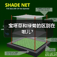 宝塔草和绿菊的区别在哪儿？（图4）