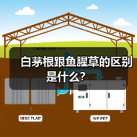 白茅根跟鱼腥草的区别是什么？（图4）