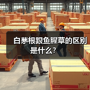 白茅根跟鱼腥草的区别是什么？（图2）