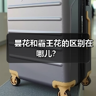 昙花和霸王花的区别在哪儿？（图1）