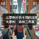 三季色叶各不同的加拿大紫荆‘森林三色堇’（图3）