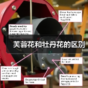 芙蓉花和牡丹花的区别（图2）