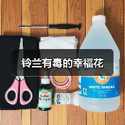 铃兰有毒的幸福花（图3）
