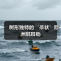 树形独特的‘帚状’欧洲鹅耳枥（图1）
