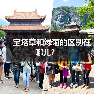 宝塔草和绿菊的区别在哪儿？（图1）