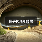 佛手树几年结果（图2）