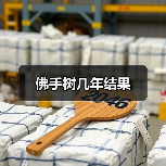 佛手树几年结果（图3）