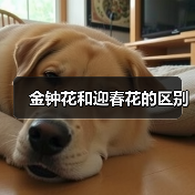 金钟花和迎春花的区别（图3）