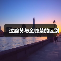 过路黄与金钱草的区别（图1）