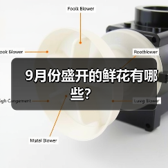 9月份盛开的鲜花有哪些？（图4）