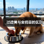 过路黄与金钱草的区别（图2）