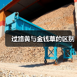 过路黄与金钱草的区别（图4）
