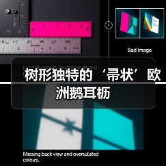 树形独特的‘帚状’欧洲鹅耳枥（图2）