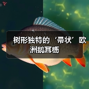 树形独特的‘帚状’欧洲鹅耳枥（图3）