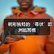 树形独特的‘帚状’欧洲鹅耳枥（图4）