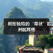 树形独特的‘帚状’欧洲鹅耳枥（图1）