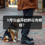 9月份盛开的鲜花有哪些？（图2）