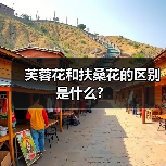 芙蓉花和扶桑花的区别是什么？（图4）