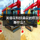 芙蓉花和扶桑花的区别是什么？（图3）