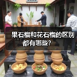 果石榴和花石榴的区别都有哪些？（图1）