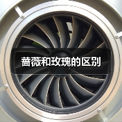 蔷薇和玫瑰的区别（图3）
