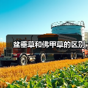 盆垂草和佛甲草的区别（图2）