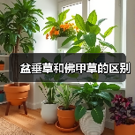 盆垂草和佛甲草的区别（图4）