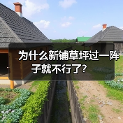 为什么新铺草坪过一阵子就不行了？（图4）