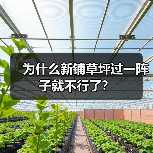 为什么新铺草坪过一阵子就不行了？（图2）