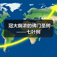 冠大荫浓的佛门圣树———七叶树(图3) 冠大荫浓的佛门圣树———七叶树(图3)