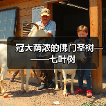 冠大荫浓的佛门圣树———七叶树(图2) 冠大荫浓的佛门圣树———七叶树(图2)
