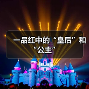 一品红中的“皇后”和“公主”（图3）