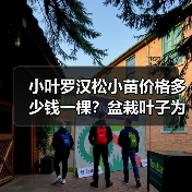 小叶罗汉松小苗价格多少钱一棵？盆栽叶子为什么会出现发黄干枯现象？（图4）