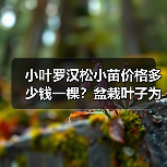 小叶罗汉松小苗价格多少钱一棵？盆栽叶子为什么会出现发黄干枯现象？（图3）