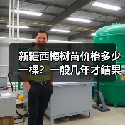 新疆西梅树苗价格多少一棵？一般几年才结果？（图2）