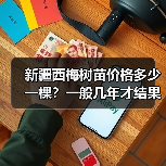 新疆西梅树苗价格多少一棵？一般几年才结果？（图3）