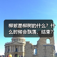 柳絮是柳树的什么？什么时候会飘落、结束？附过敏处理和预防方法（图2）