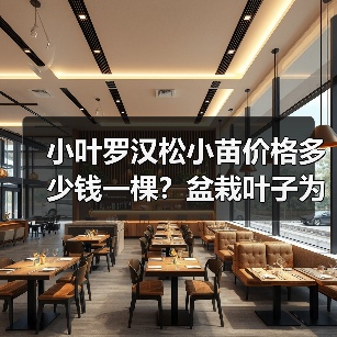 小叶罗汉松小苗价格多少钱一棵？盆栽叶子为什么会出现发黄干枯现象？（图1）
